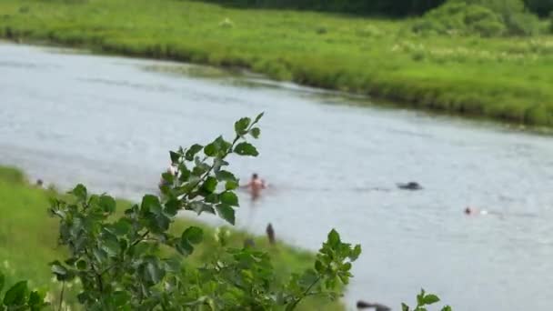 夏は川で休む 人々は夏の森の青い水で川岸を歩いて休みます 前景の木の枝 — ストック動画