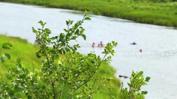 夏は川で休む 人々は夏の森の青い水で川岸を歩いて休みます 前景の木の枝 森に覆われた大きな山 — ストック動画
