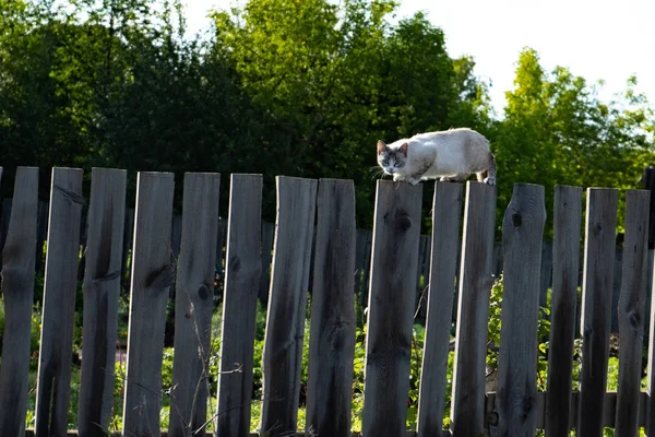 Een mooie kat loopt op een houten hek in de vroege zomer ochtend. — Stockfoto