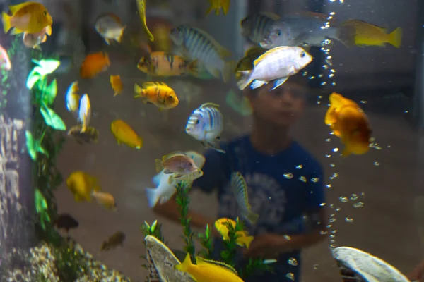 Рыба в аквариуме. Тропические рыбы с кораллами и водорослями в воде. Красивый фон подводного мира — стоковое фото