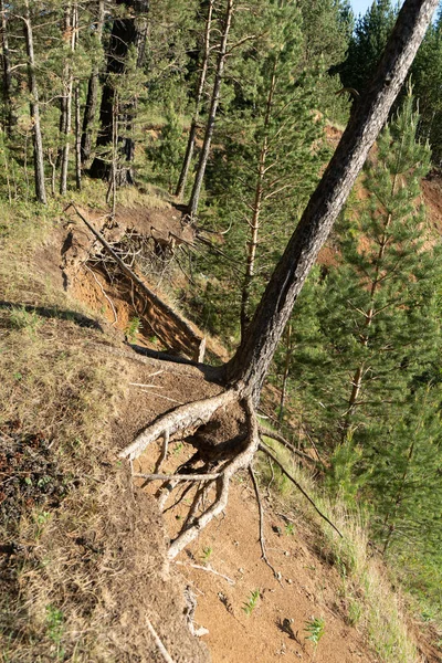 Falling tree on the edge of the mountain. Pines on the edge of a hill. The rains erode the shore, the trees perish and fall down. The forest is doomed to destruction.
