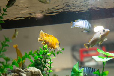 Akvaryumda balık. Suda mercan ve yosun bulunan tropikal balıklar. Sualtı dünyasının güzel arka planı