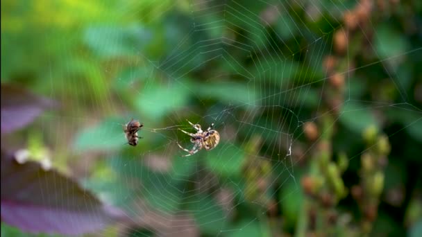 Aranha Uma Abelha Aranha Faz Tentativas Mal Sucedidas Dominar Abelha — Vídeo de Stock