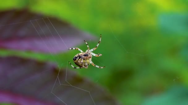 Spindel Vävning Web Trädgården — Stockvideo