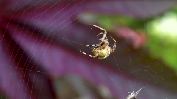 Spider Web Kertben Szövés — Stock videók