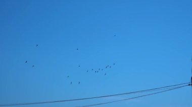Common Swift'in yavaş çekimde uçuşu. hızlı uçuş
