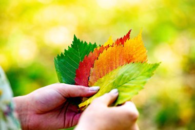 Sonbahar arka plan, Sonbahar Renkleri. Avuç içlerinde renkli yaprakları tutun. Düşen sonbahar yapraklarını tutan eller