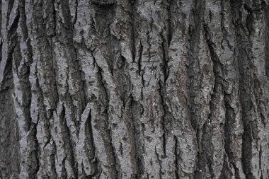 Ağaç kabuğu, arka plan. Eski Ahşap Ağaç Doku Arka Plan Deseni