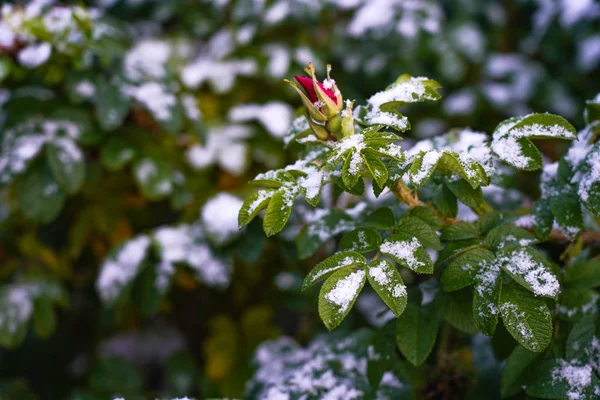 Rosales bajo la nieve. Hermoso rosal con flores rosadas bajo la nieve blanca en el jardín verde. Fondo natural — Foto de Stock