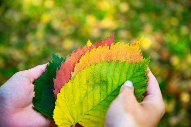 Düşen sonbahar yapraklarını tutan eller. Sonbahar arka plan, Sonbahar renkleri.