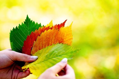 Sonbahar arka planı, sonbaharın parlak renkleri. Düşen sonbahar yapraklarını tutan eller