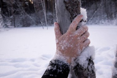 Bir adamın eli bir ağaç gövdesinde karla kaplı. Karlı bir ormanda donan sıkıntılı bir adam kavramı. Kış ormanında, bir adam donar. Karda dramatik el.
