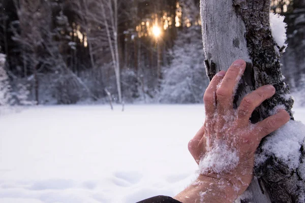 A man\'s hand covered in snow on a tree trunk. A concept of a distressed man freezing in a snowy forest. In the winter forest, a man freezes. Dramatic hand in the snow.