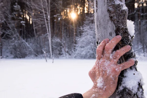A man\'s hand covered in snow on a tree trunk. A concept of a distressed man freezing in a snowy forest. In the winter forest, a man freezes. Dramatic hand in the snow.