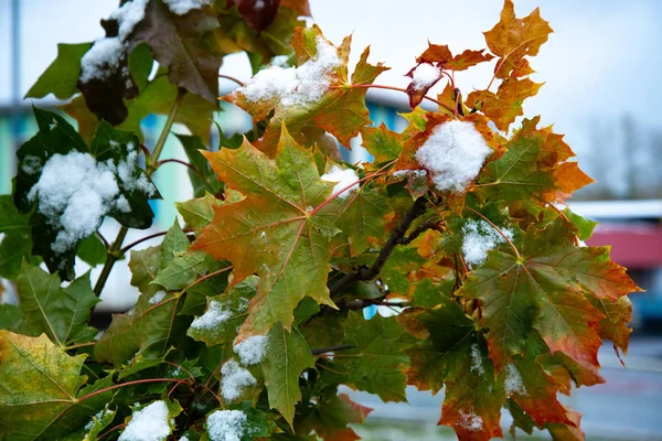 La primera nieve en las hojas de arce rojo. Hermosa rama con hojas anaranjadas y amarillas a finales del otoño o principios del invierno bajo la nieve . — Foto de Stock