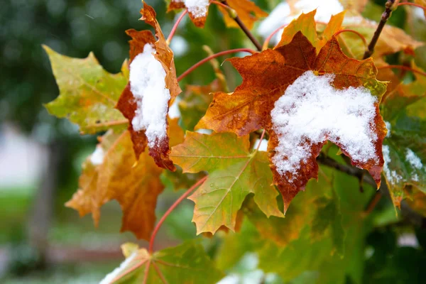 A primeira neve nas folhas vermelhas do bordo. Ramo bonito com folhas alaranjadas e amarelas no outono atrasado ou inverno adiantado sob a neve . — Fotografia de Stock