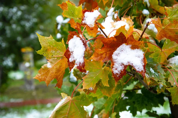 La primera nieve en las hojas de arce rojo. Hermosa rama con hojas anaranjadas y amarillas a finales del otoño o principios del invierno bajo la nieve . — Foto de Stock