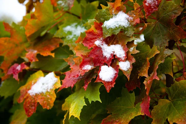 A primeira neve nas folhas vermelhas do bordo. Ramo bonito com folhas alaranjadas e amarelas no outono atrasado ou inverno adiantado sob a neve . — Fotografia de Stock