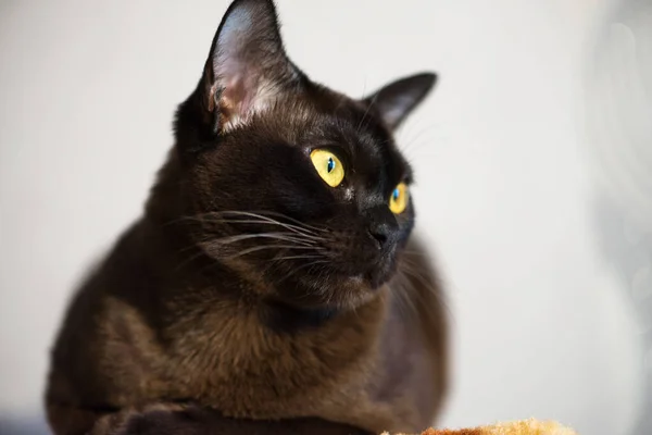 Close-up portrait of Brown Burmese Cat with Chocolate fur color and yellow eyes, Curious Looking, European Burmese Personality