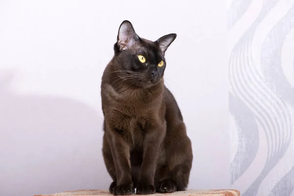 Brown Burmese Cat with Chocolate fur color and yellow eyes, Curious Looking, European Burmese Personality