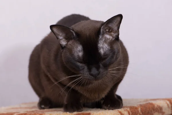 Chat birman marron avec fourrure chocolat et yeux jaunes, regard curieux, personnalité birmane européenne — Photo