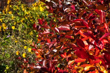 Kırmızı sonbahar yaprakları duvarda, arka planda. Parlak kırmızı yaprakların sonbahar arkaplanı.