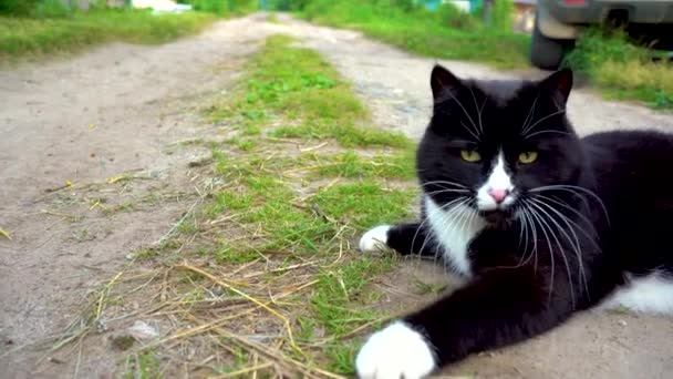 Um belo gato com olhos amarelos brinca com uma palha. Gato preto e branco deitado na trilha em um dia de verão. Close-up . — Vídeo de Stock