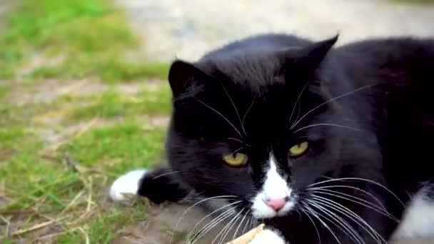 Een mooie kat met gele ogen speelt met een rietje. Zwart-wit kat liggend op het pad op een zomerse dag. Close-up. — Stockvideo