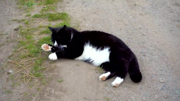 Черно-белая кошка лежит на тропе в летний день. Красивая кошка с жёлтыми глазами. Крупный план. Хорошо кормленный кот лежит на земле в саду и ловит мошек — стоковое видео
