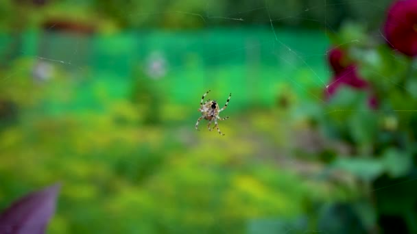 De grote spin werkt hard en maakt zijn web — Stockvideo