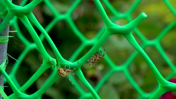 A spider drives away another spider. Spider Big and small. — Stock Video