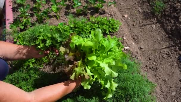 Green garden parsley, dill and lettuce. Collect greens from the garden. Green LIFE — Stock Video