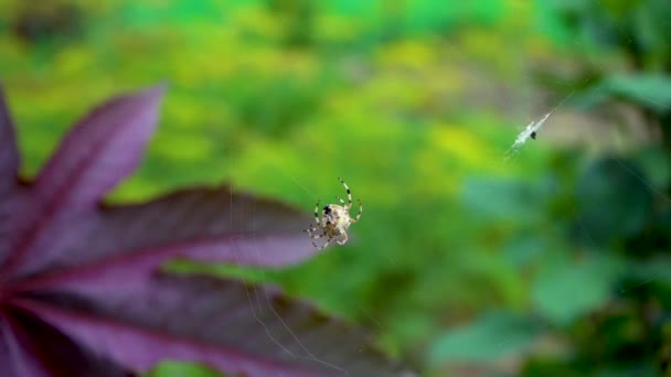 Velký Pavouk Tvrdě Pracuje Vytváří Svou Pavučinu — Stock video