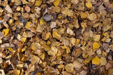 Sarı dökülen yapraklar. Yaprakların sonbahar arkaplanı