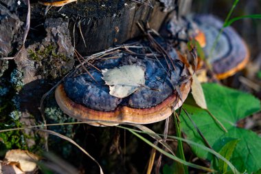 Ormandaki mantarlar.