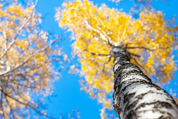 秋天白桦树的黄色冠冕映衬着蓝天. 黄冠桦树树干. — 图库照片
