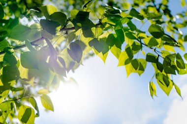 Mavi gökyüzüne ve güneşe karşı bir ağacın yeşil yaprakları. Mavi gökyüzünde yumuşak beyaz bulutlar. Ağacın yeşil yaprakları ile Güneş yumuşak ışık.