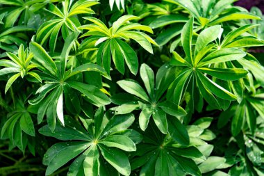 Tropikal bitkilerin yeşil yaprakları. Muhteşem sulu yeşillikler. Yeşil yaşam