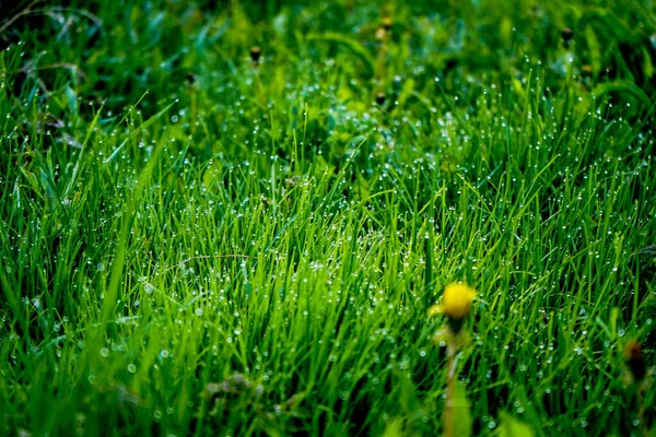 Φρέσκο πράσινο γρασίδι με σταγόνες δροσιάς κοντά. Ελαφριά πρωινή δροσιά στο πράσινο γρασίδι — Φωτογραφία Αρχείου