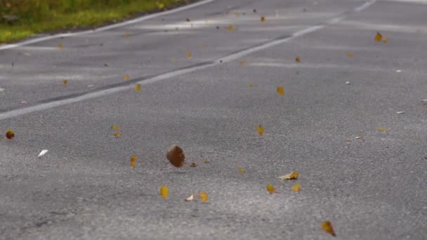 Κίτρινα Πεσμένα Φύλλα Βρίσκονται Στον Ασφαλτοστρωμένο Δρόμο Ένα Αυτοκίνητο Περνάει — Αρχείο Βίντεο