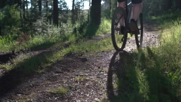 Een fietser trekt zich terug langs een bospad in de stralen van de ondergaande zon op een warme zomeravond. — Stockvideo