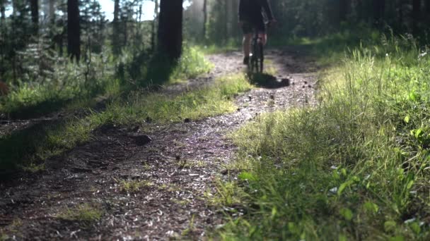 O ciclista aproxima-se. Um ciclista lentamente cavalga ao longo de um caminho florestal em uma noite quente de verão nos raios do pôr-do-sol . — Vídeo de Stock