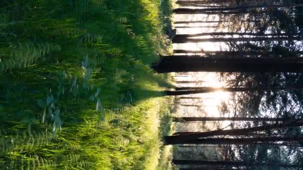 VIDEO VERTICALE. Beau coucher de soleil dans la forêt. Les ombres des troncs d'arbres se déplacent le long de l'herbe verte. Les rayons lumineux du soleil couchant coulent à travers les arbres, illuminant l'herbe et les feuilles vert vif. Soirée d'été chaude. 