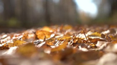 AUTUMN YALANLIK YAŞIYOR. - Makro. Sonbahar arkaplanı. Sonbahar Parkı 'nda Düşen Renkli Yapraklar. Düş.