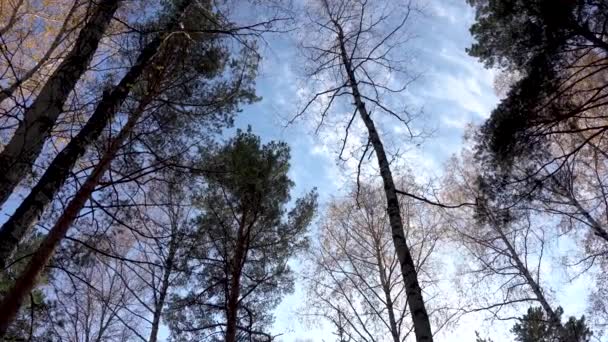 Automne dans la forêt. Arbres sans feuilles balancent contre le ciel bleu. Vue d'en bas. Vue du bas des arbres sans feuilles vers un ciel bleu au-dessus