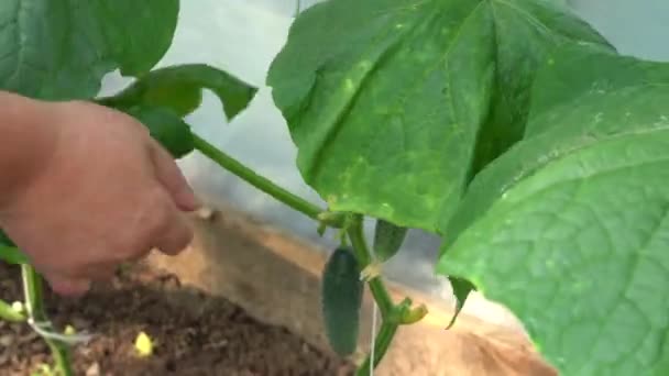 Kies een groene komkommer. Vrouw hand plukt rijpe sappige groene komkommer uit de takken. Biologische landbouw concept van ecologische geen GGO boerderijvoedsel. Komkommers groeien op de wijnstok in de kas. Close-up hoek — Stockvideo