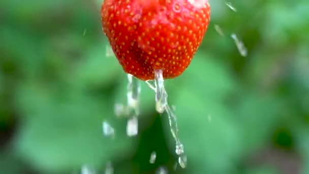 Ett stort rött bär. Mogna stora jordgubbar tvättas med rent vatten i trädgården. Vatten rinner långsamt. Strawberry närbild på en naturlig suddig grön bakgrund, slow motion — Stockvideo