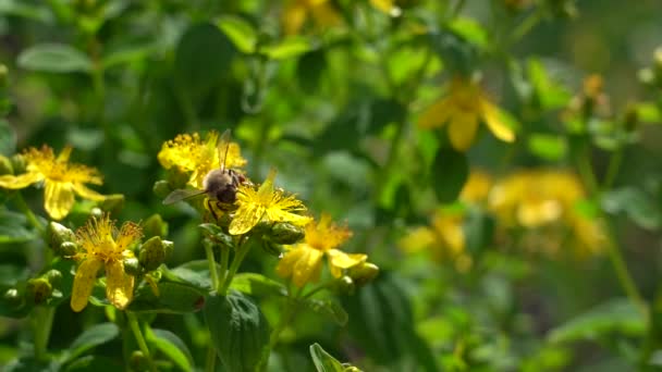 Una abeja con flores Saint-Johns-wort. Saint-Johns-wort con abeja. Movimiento lento . — Vídeos de Stock