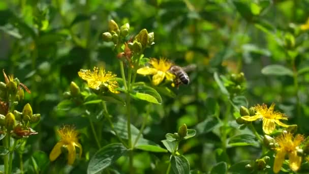 Çiçeklerdeki bir arı Saint-Johns-wort. Arılı Saint-Johns otu. Yavaş çekim. — Stok video