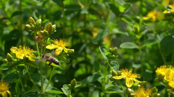 Včela na květinách Saint-Johns-wort. Saint-Johns-wort s včelkou. Zpomalený pohyb. — Stock video